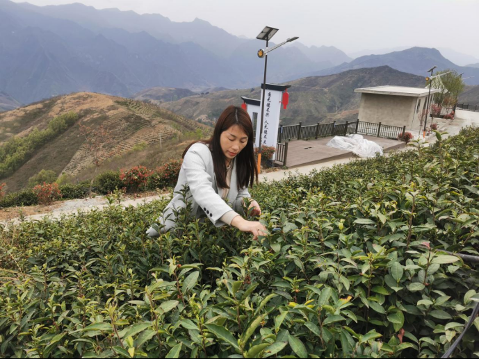 陜西廣電融媒體集團(tuán)農(nóng)林衛(wèi)視助力陜西茶區(qū)“以茶興業(yè)，以茶富民”